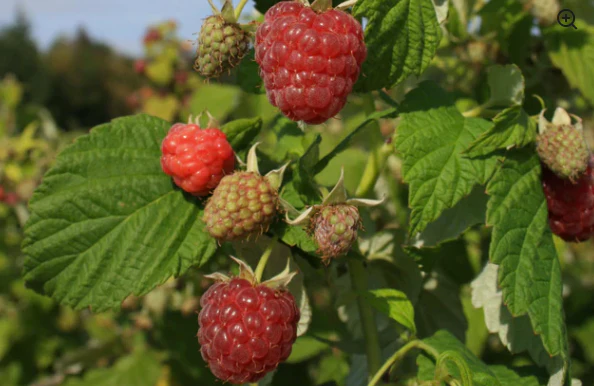 Mûriers et framboisiers