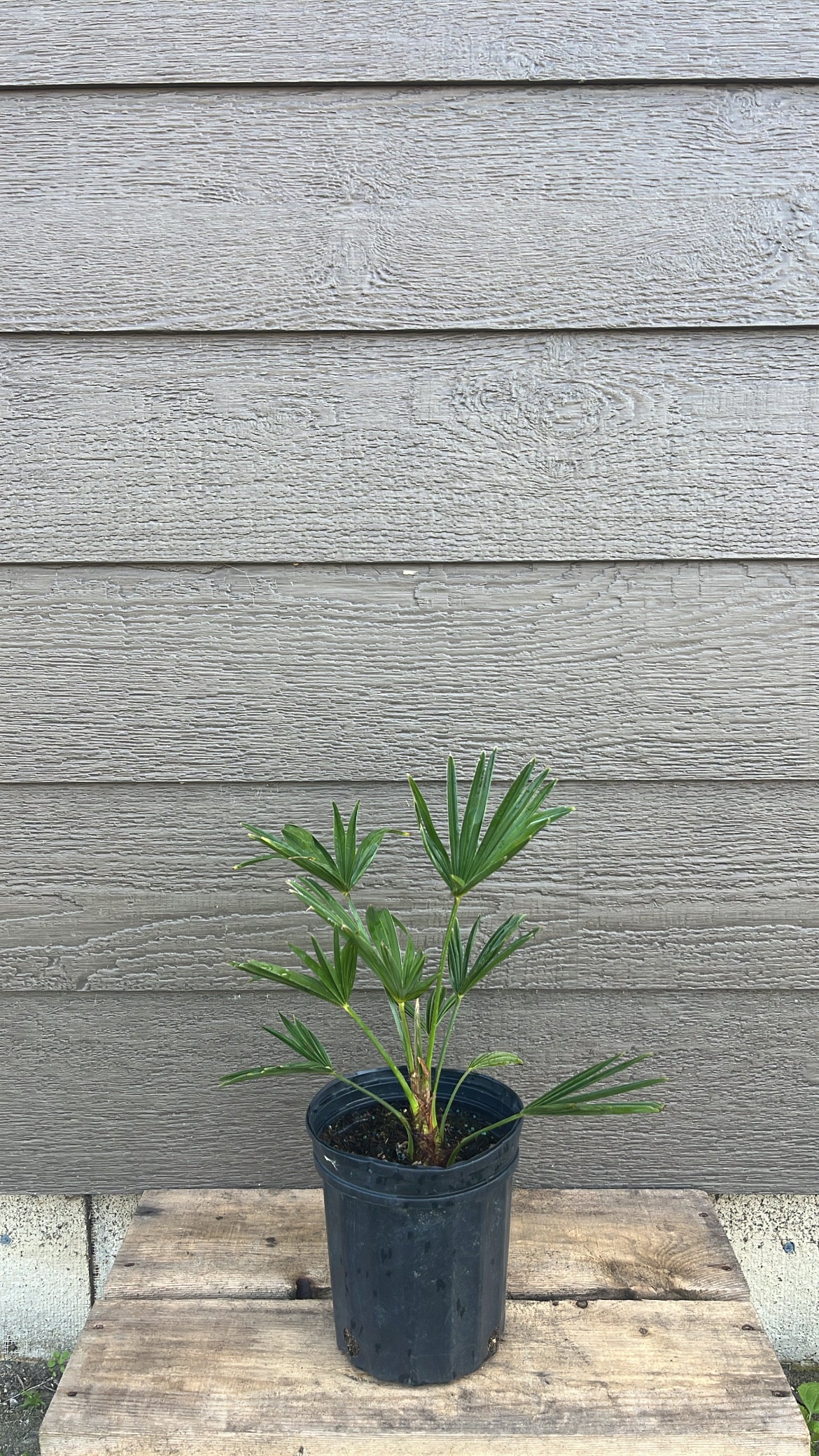 Miniature 1