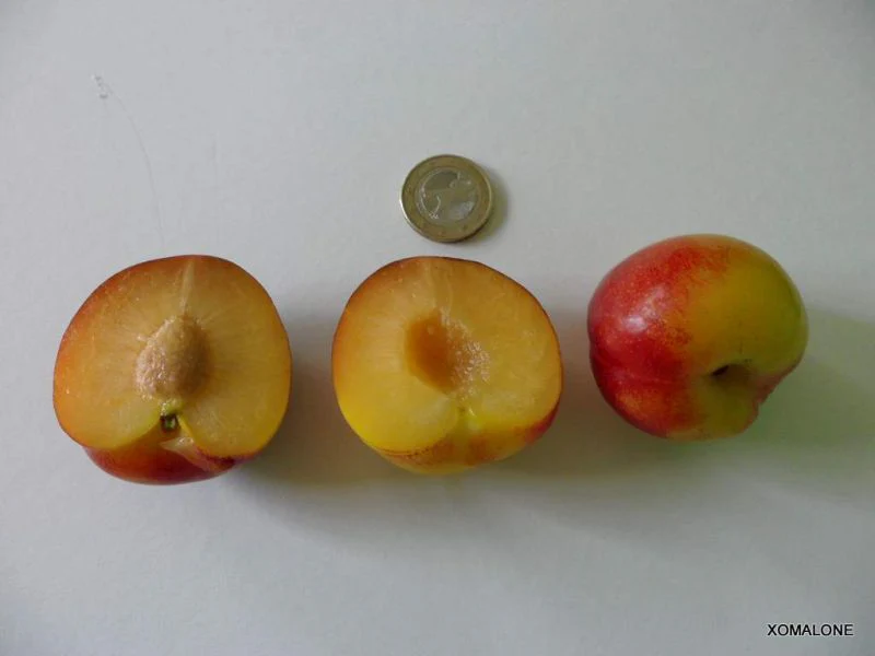 Miniature 2
