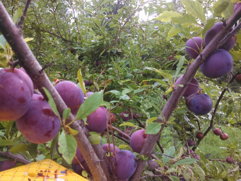 Miniature 2