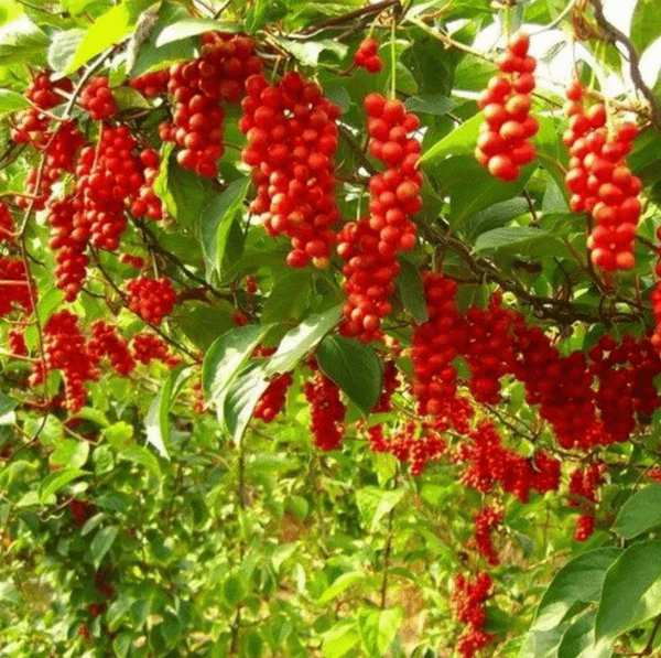 Miniature 2